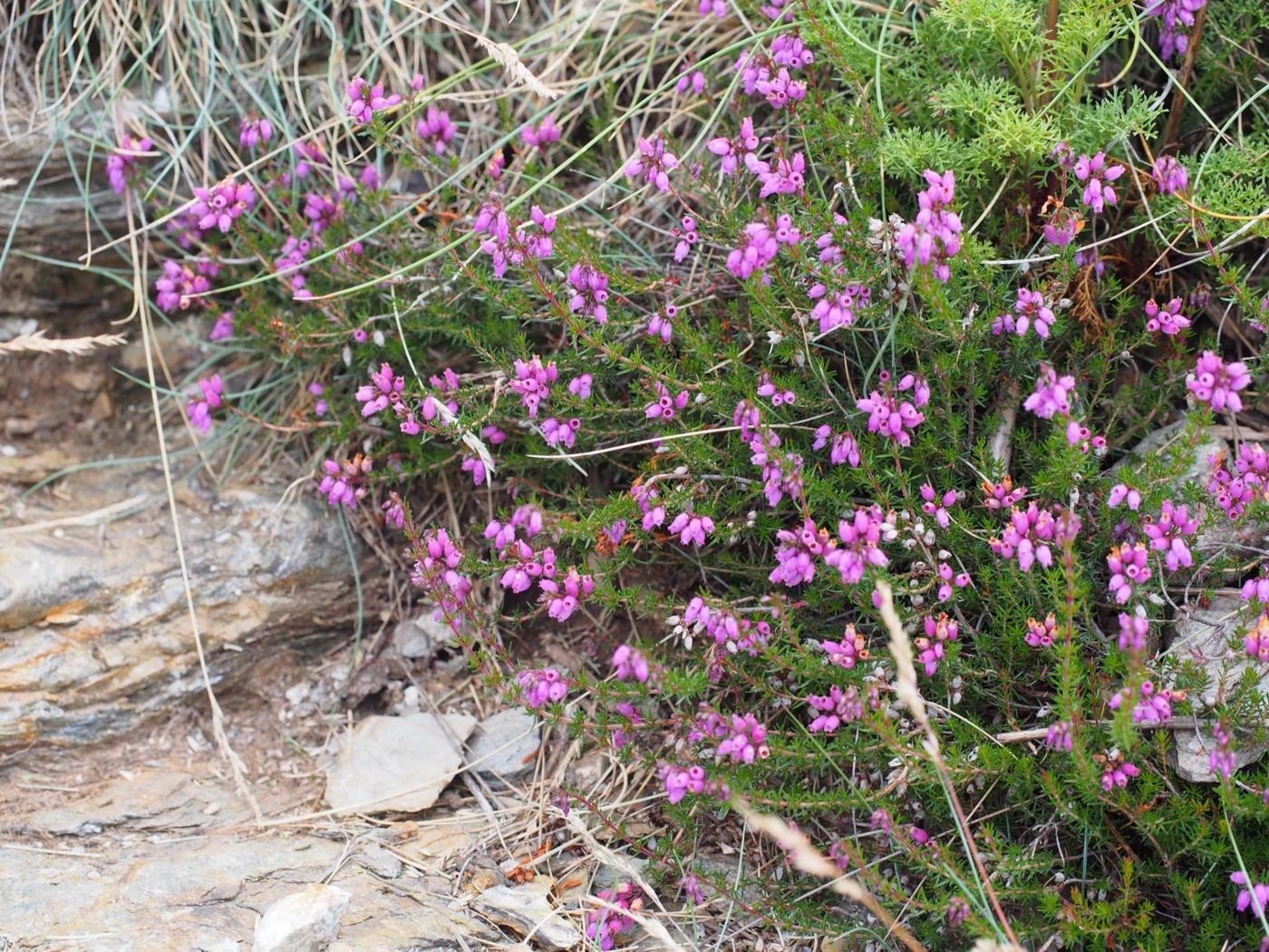 Heather, Bell plant